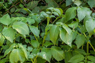 View of growing potato plants