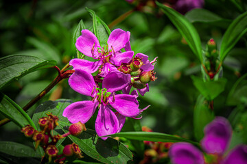 A vivid close-up of the Melastoma malabathricum flower, showcasing its bright purple petals and intricate details, set against lush green foliage. Ideal for botanical and nature-themed projects