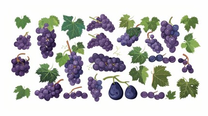 Background template with copy space  of grape leaf and  vine