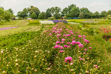Flower fields of a garden centre in Markvartice village, Czechia