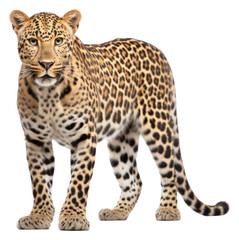 Obraz premium PNG Leopard standing wildlife portrait cheetah.