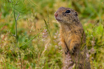 European ground squirrel (Spermophilus citellus) in the protected area Radouc in Mlada Boleslav city, Czech Republic