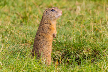 European ground squirrel (Spermophilus citellus) in the protected area Radouc in Mlada Boleslav city, Czech Republic