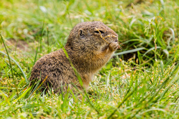 European ground squirrel (Spermophilus citellus) in the protected area Radouc in Mlada Boleslav city, Czech Republic