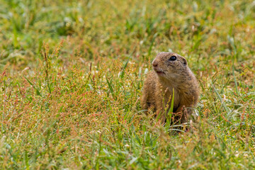 European ground squirrel (Spermophilus citellus) in the protected area Radouc in Mlada Boleslav city, Czech Republic