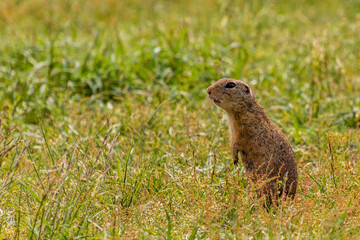 European ground squirrel (Spermophilus citellus) in the protected area Radouc in Mlada Boleslav city, Czech Republic