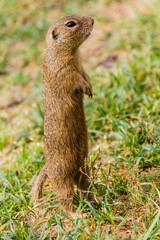 European ground squirrel (Spermophilus citellus) in the protected area Radouc in Mlada Boleslav city, Czech Republic