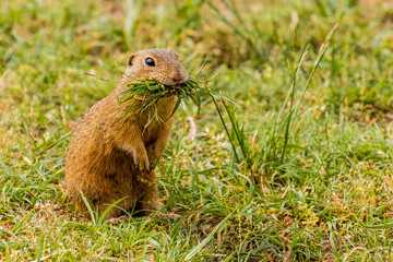 European ground squirrel (Spermophilus citellus) in the protected area Radouc in Mlada Boleslav city, Czech Republic