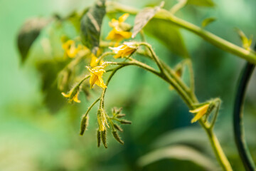Yellow blossoms of a tomato plant