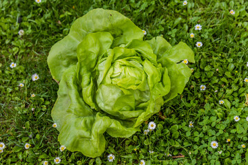 Obraz premium Fresh head of lettuce on a grass
