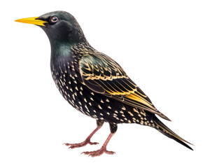 PNG European starling blackbird beak animal.