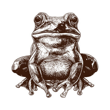 recommend clip art: frog vintage Vector drawing illustration black and white engraved isolated