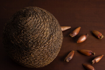Close pine cone on a wood background. The true fruit of Araucaria and its seeds are pine nuts.