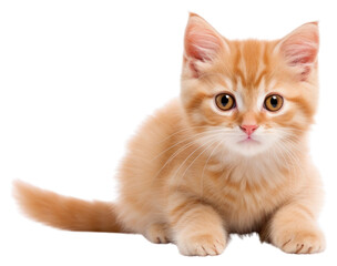 PNG Kitten mammal animal pet.