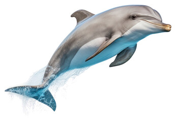 Obraz premium PNG Dolphin animal mammal fish.