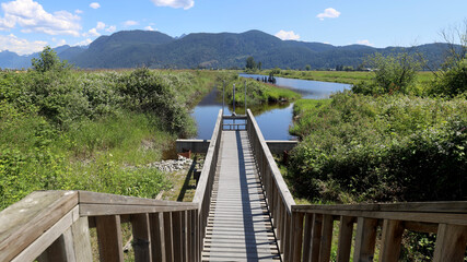 Fototapeta premium Sunny day on ponds of Pitt River marshes