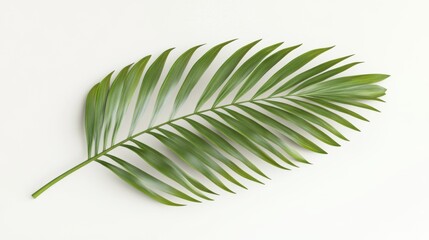 Obraz premium Coconut tree leaf isolated over white background