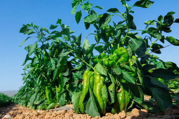 Obraz premium Ripe green pepper on bushes under blue sky. Harvest season on vegetable plantation.