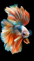Obraz premium A vibrant Siamese Fighting Fish with flowing fins