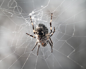 Spider on a web