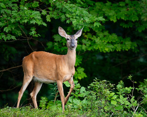 deer in the woods
