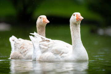 white geese on the water