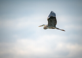 heron in flight