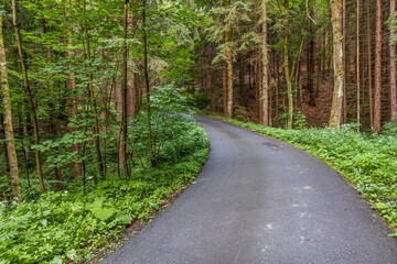 Fototapeta premium Forest road in Jablunkovske mezihori hill area, Czech Republic