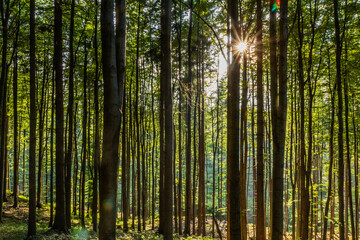 Obraz premium Forest of Jablunkovske mezihori hill area, Czech Republic