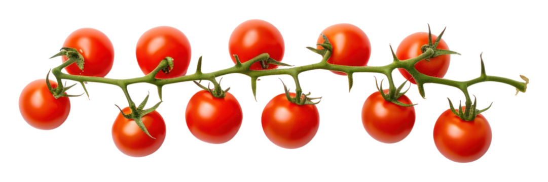 PNG A minimal vine tomato vegetable fruit plant.