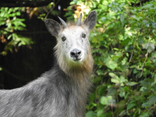 ニホンカモシカ
