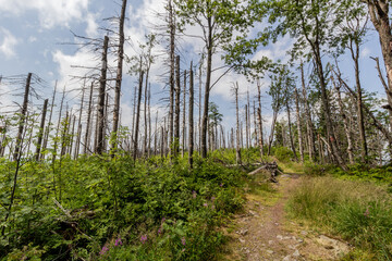 Forest damaged by  European spruce bark beetle in Beskydy mountains, Czech Republic