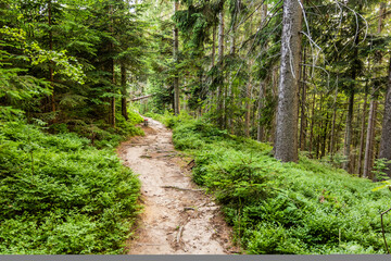 Hiking trail od Czechia and Slovakia border in Beskydy mountains