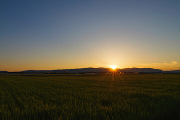 Dusk view of rice fields in Kyoto, Japan