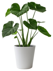 PNG Elephant ear plant anthurium blossom.
