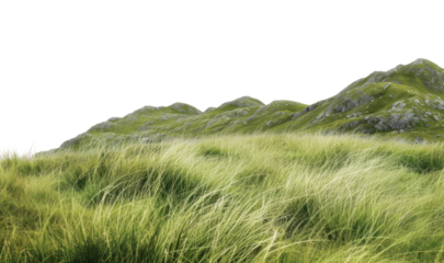 PNG Landscape nature grass vegetation.