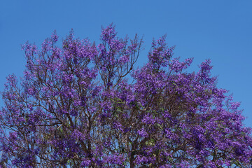 Blooming jacaranda tree and blue sky