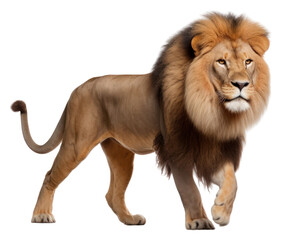 Obraz premium PNG Lion wildlife mammal animal.