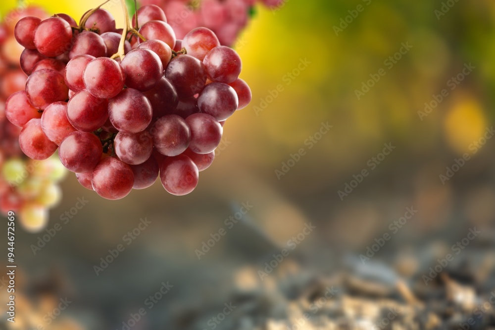 Sticker red fresh ripe grapes hanging on vine farm.