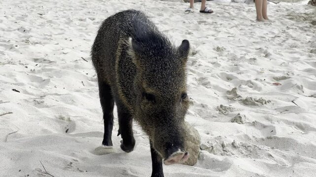 A collard peccary roams along the beach on Isla Tortuga off the coast of Costa Rica. 