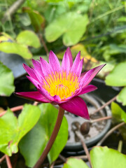 beautiful lotus flower in the garden