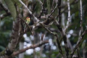 Chestnut-headed Bee-eater sitting on a tree branch.
