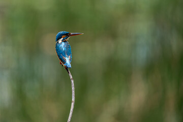 common kingfisher perch on branch in natural habitat