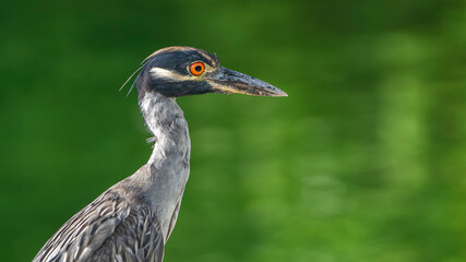 grey crowned crane