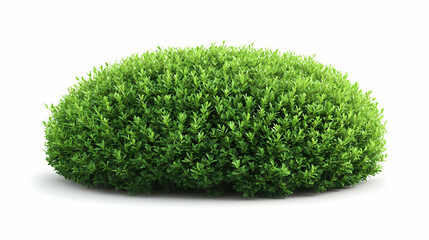 Lush Green Bush Isolated on White Background