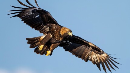 Naklejka premium eagle soaring with wings fully spread, gliding gracefully through a clear blue sky.