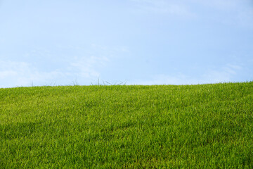 Obraz premium green field and blue sky
