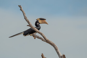 The great Malabar Hornbill sitting on a branch