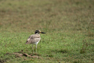 The Great Thick-knee is a very large wader.