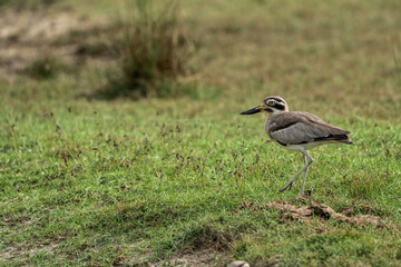 The Great Thick-knee is a very large wader.